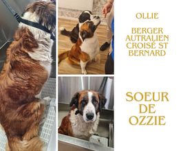 Douceur Canine image 6