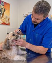 Clinique vétérinaire de Guipavas - Sevetys image 5