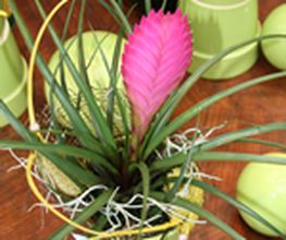 Blumen Joos GmbH Bild 3
