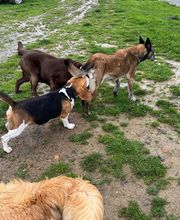 Le royaume du Bonheur image 6