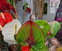 Test Fleurs image 13