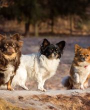 Hundeschule Gotha Bild 3