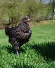 Groupement Des Fermiers D'Argoat image 5