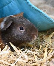 DAS FUTTERHAUS - Bremen-Weserpark Bild 2
