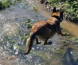 Antho Educanine image 12