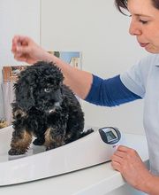 Dr. Uwe Jaspers, Kleintierpraxis Bild 4