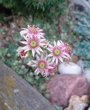 Gartengestaltung und Landschaftsbau Zech Bild 1