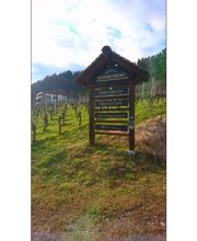 Weingut Sonnenberg Bild 2