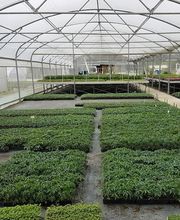 Dall'ava Et Fils Horticulteur image 3