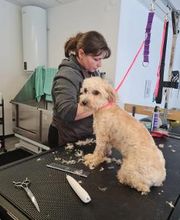 Hundesalon Engstingen Bild 15