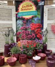 Blumen Kraft Bild 4