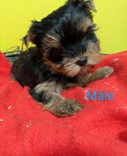 Manusset Sylvie image 11