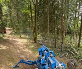 Treevarna Baumpflege München Bild 1