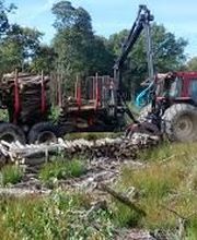 Rochefort Bois image 8