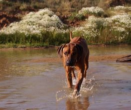 Rhodesian Ridgeback Züchter Bild 7