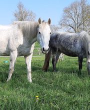 Centre Equestre les Petites Rivières image 6