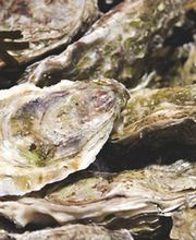 Trégor Coquillages Crustacés image 1