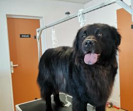 Chien Beauté image 3