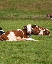 Wagis Farm - Hofladen Bild 1