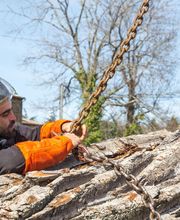 AGS - Arboriste Grimpeur Spécialisé image 10