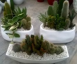 Gallery Cliente