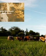 Tierheilpraxis Claudia Knöpfle Bild 3