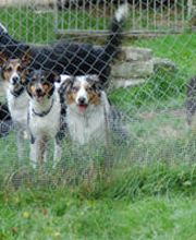 Hundepension Meissholz Bild 1