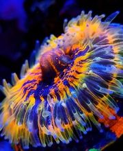 Aqua-Matrix Corals GmbH Bild 9