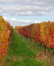 Papin Anthony EARL image 8