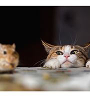 energy4pets Katja Schaalburg Bild 7