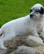 Bochard Cédric image 7