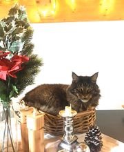 Animalia vitalis Bild 3