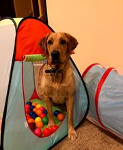 Independence Veterinary Clinic image 7