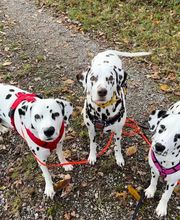 Wind im Hundefell Bild 10