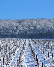 Champagne Geoffroy image 4