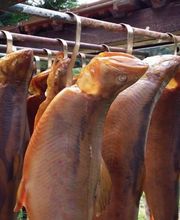 Schorfheider Fischexpress Bild 3