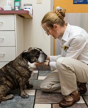 Care First Animal Hospital at Tryon image 1