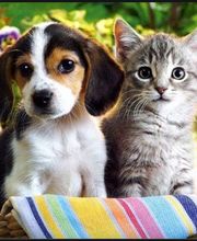 E'pattes et moi image 1