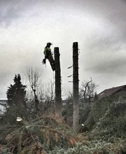 Andreas Steger, Forst- und Gartenservice Bild 1