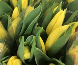 Finden Sie hier einen Einblick in unser umfangreiches Sortiment an Schnittblumen, Topfpflanzen und Accessoires.