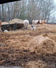 GUT STRETENSE Bild 4