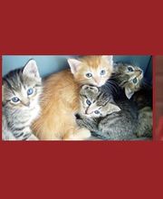 Loyalsock Animal Hospital image 9