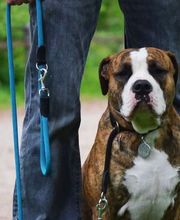 Hundeschule Wauschlau - Einzeltraining	Volle Konzentration auf dich und deinen Vierbeiner! Im geschützten Umfeld des Privatunterrichts stärkt die Hundeschule Wauschlau Schritt für Schritt Sicherheit und Bindung zwischen Halter und Hund.