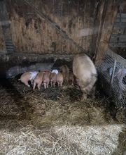 TiKa vom Moslerhof Bild 11