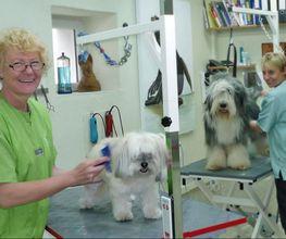 Hundesalon Pfiffikus Bild 1