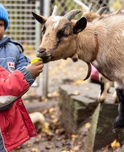 Kita Waldi Bern Bild 3