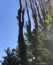 Jardin De La Côte image 17