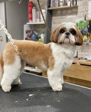 Détente Canine image 2