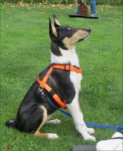 Hundeschule Amperland Ihre mobile Hundeschule bei FFB Bild 1