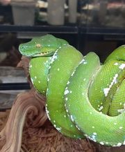 Tree of Life Exotic Pet Medical Center image 7
